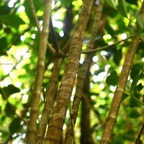 Ochrosia borbonica Bois jaune Apocynaceae  Endémique La Réunion, Maurice 7814.jpeg