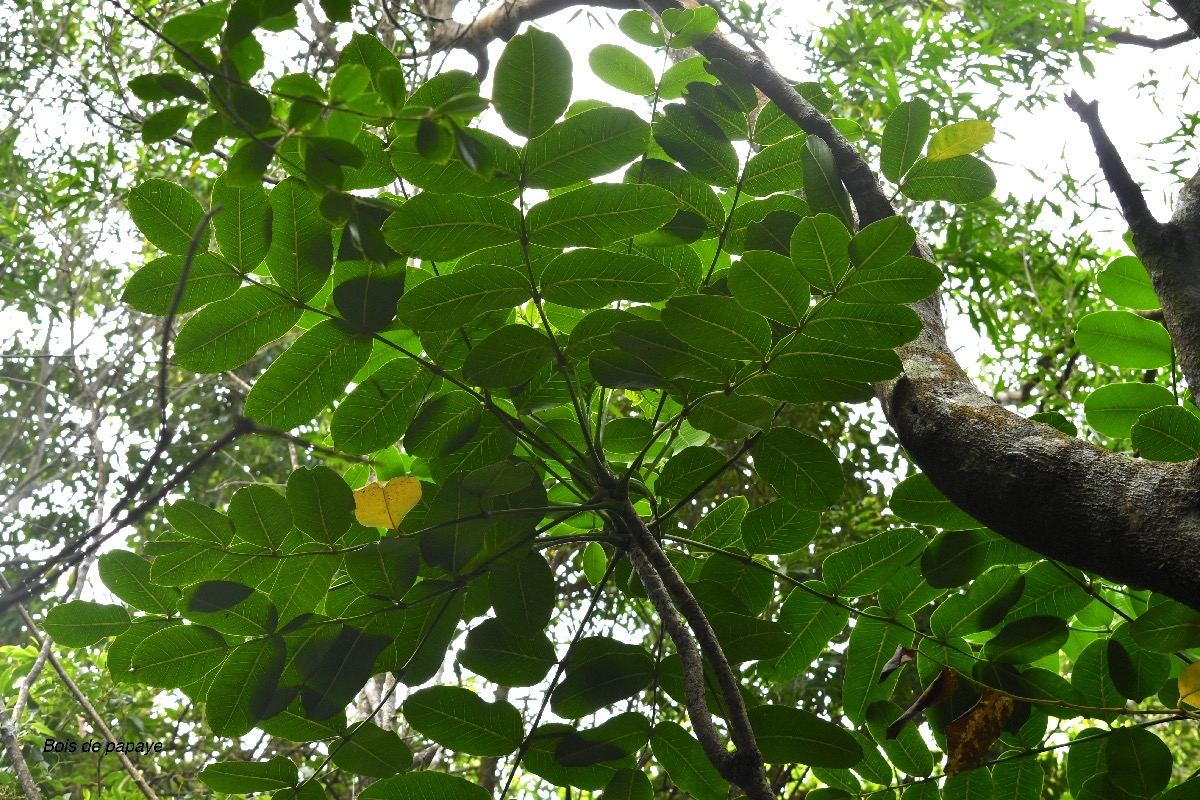 Polyscias repanda Bois de papaye Arali aceae Endémique La Réunion 7836.jpeg