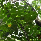 Polyscias repanda Bois de papaye Arali aceae Endémique La Réunion 7836.jpeg