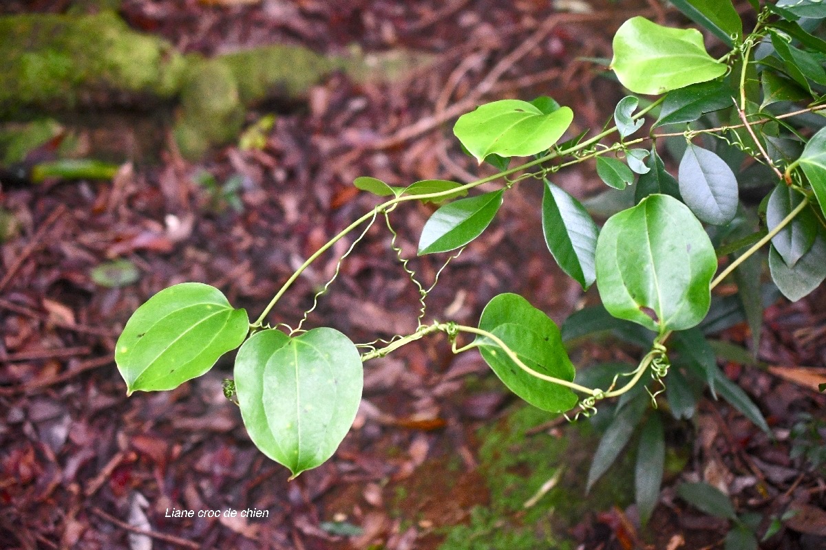 Smilax anceps Liane croc de chien Smil acaceae Indigène La Réunion 7845.jpeg