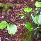 Smilax anceps Liane croc de chien Smil acaceae Indigène La Réunion 7845.jpeg