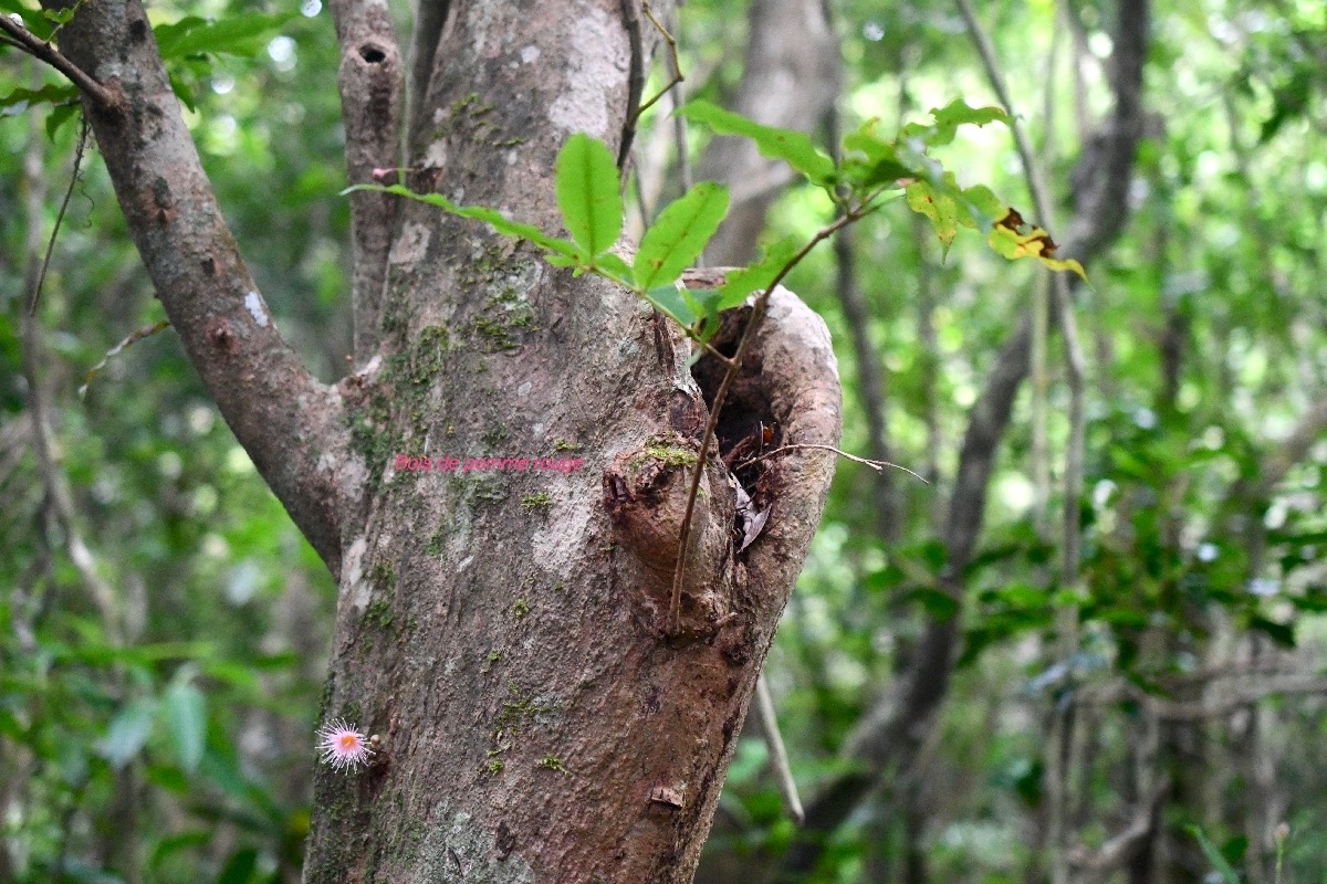 Syzygium cymosum Bois de pomme rouge Myrtace ae Endémique La Réunion, Maurice 7877.jpeg