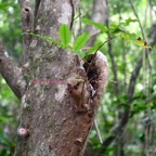 Syzygium cymosum Bois de pomme rouge Myrtace ae Endémique La Réunion, Maurice 7877.jpeg