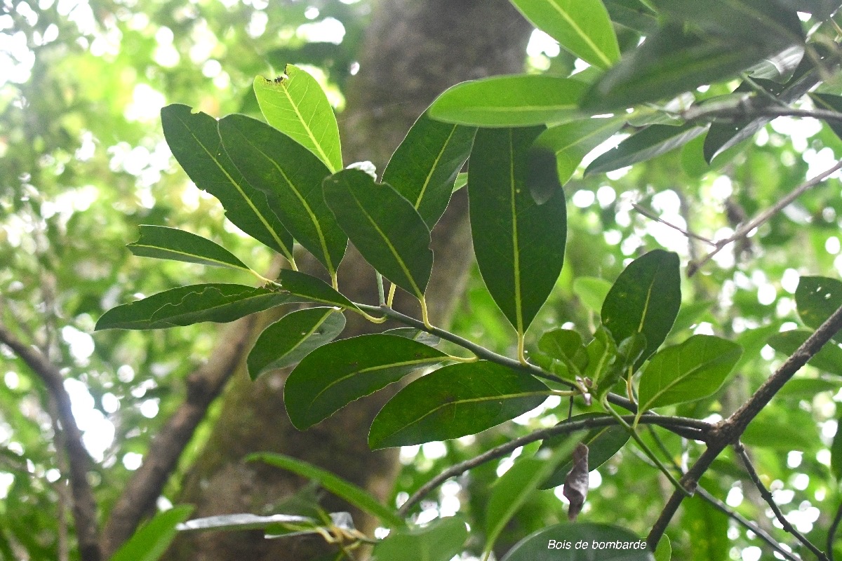 Tambourissa elliptica Bois de bombarde Monimiaceae Endémique La Réunion 7865.jpeg