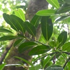 Tambourissa elliptica Bois de bombarde Monimiaceae Endémique La Réunion 7865.jpeg