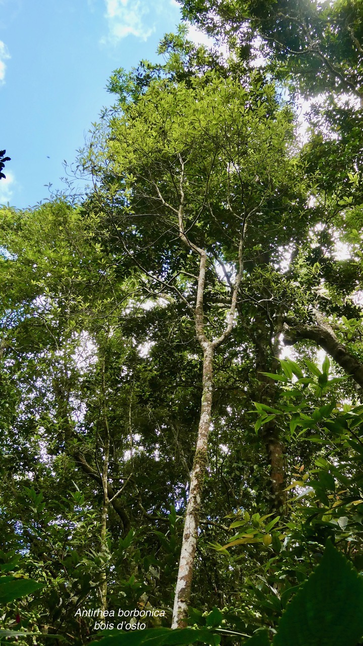 Antirhea borbonica  Bois  d’osto rubiaceae.endémique Réunion Maurice Madagascar (1).jpeg