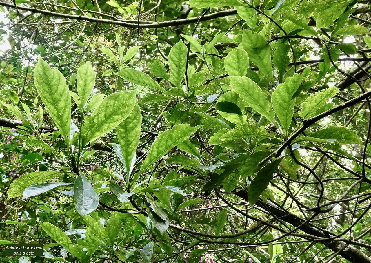 Antirhea borbonica  Bois  d’osto rubiaceae.endémique Réunion Maurice Madagascar.jpeg