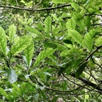 Antirhea borbonica  Bois  d’osto rubiaceae.endémique Réunion Maurice Madagascar.jpeg