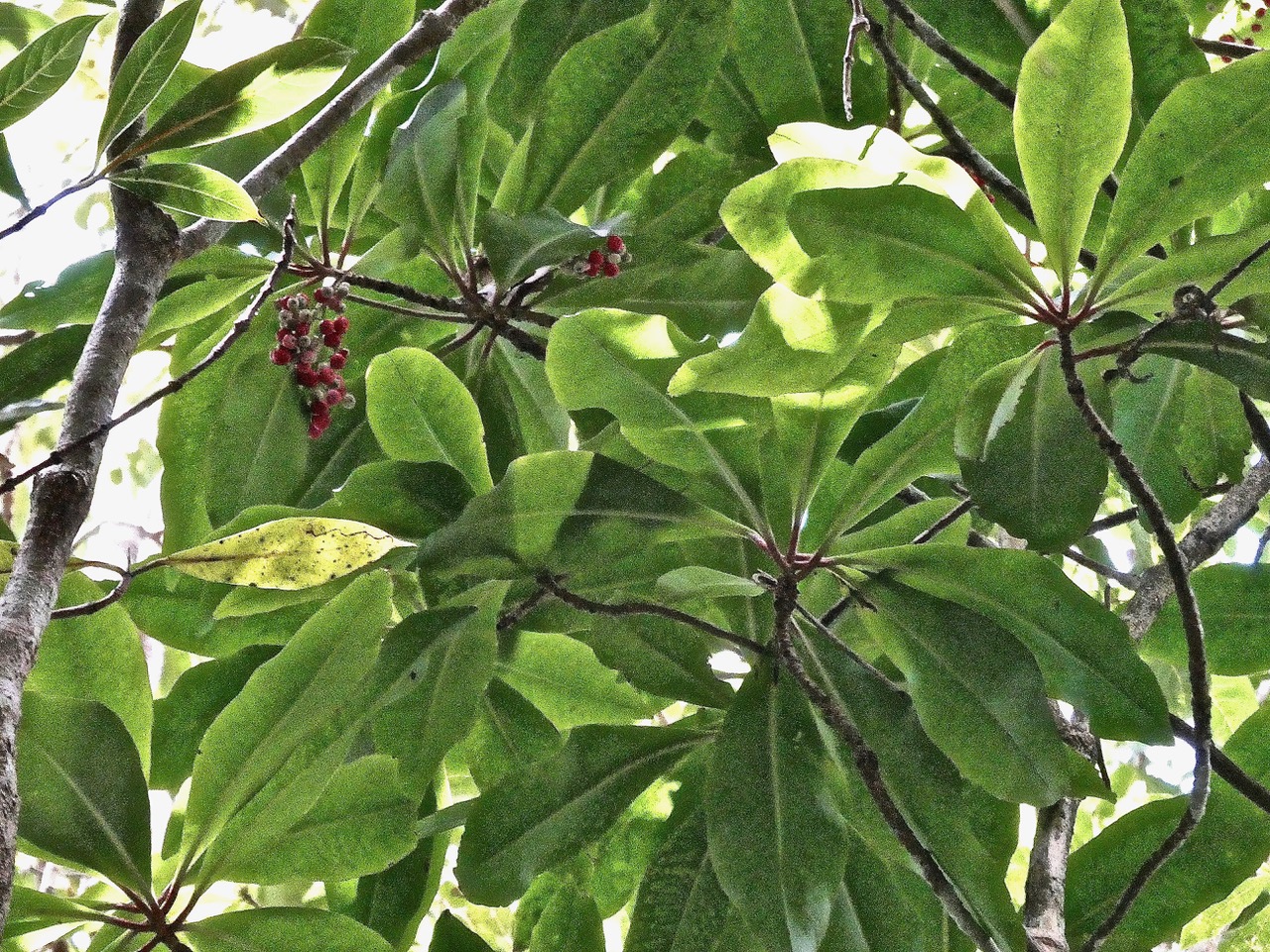 Badula barthesia. bois de savon.bois de pintade.primulaceae.endémique Réunion. (1).jpeg