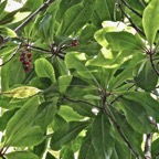 Badula barthesia. bois de savon.bois de pintade.primulaceae.endémique Réunion. (1).jpeg