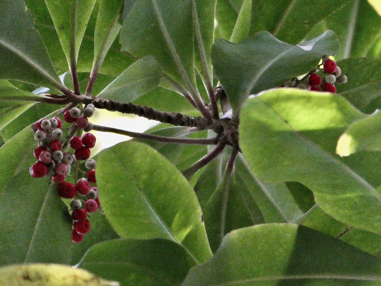 Badula barthesia. bois de savon.bois de pintade.primulaceae.endémique Réunion. (2).jpeg