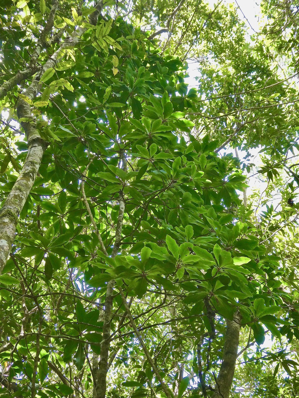 Badula barthesia. bois de savon.bois de pintade.primulaceae.endémique Réunion. (3).jpeg