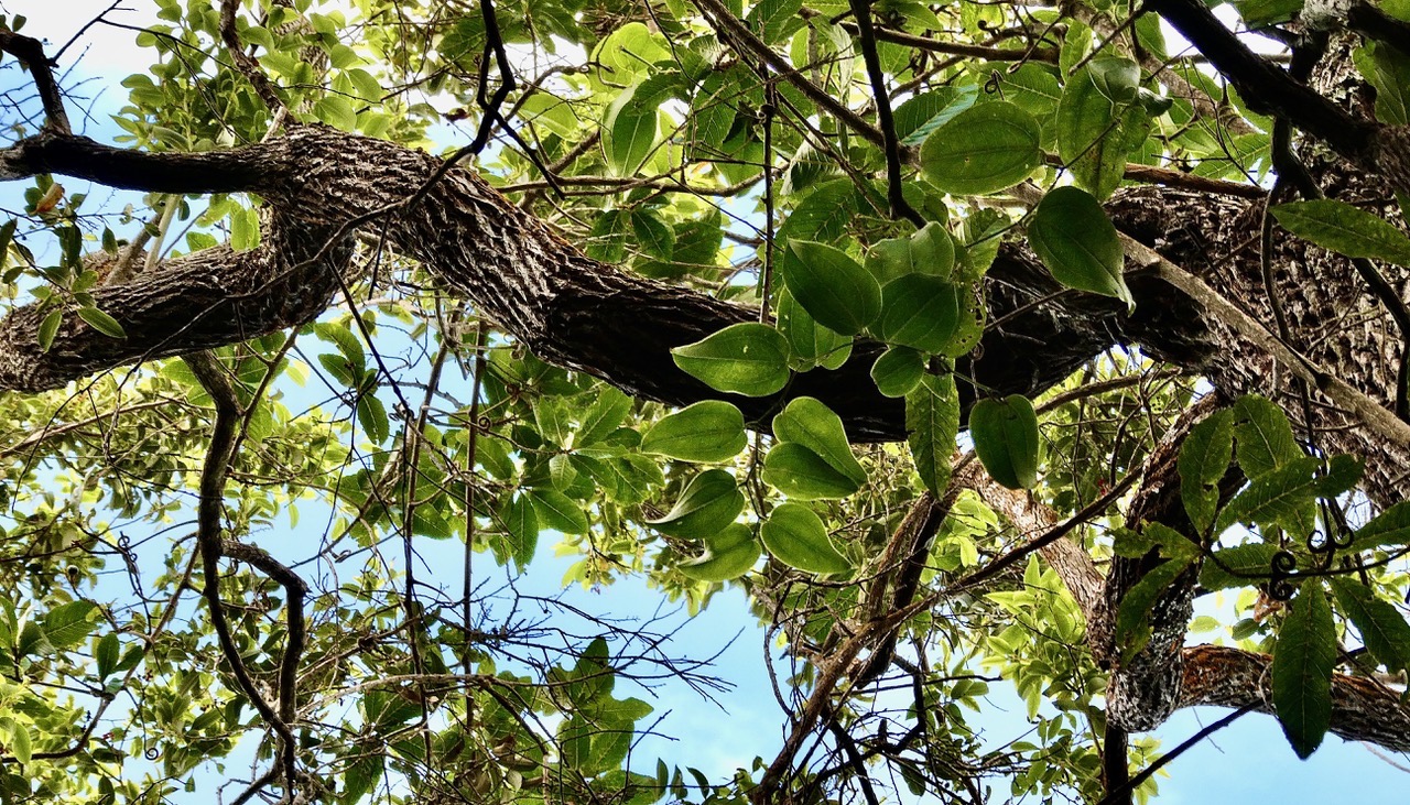 Bois de rempart sur lequel s'entremêlent liane de clef et liane croc de chien..jpeg