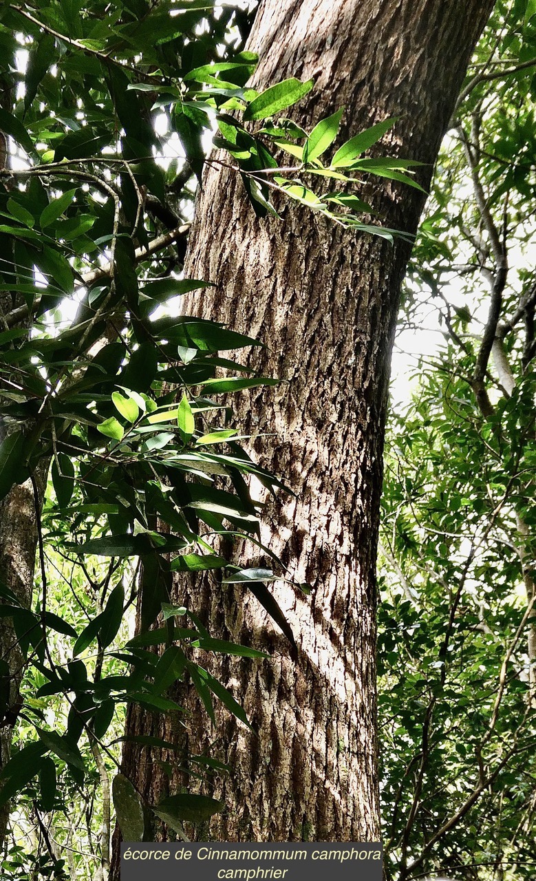 Cinnamommum camphora.camphrier.( écorce )lauraceae.amphinaturalisé..jpeg