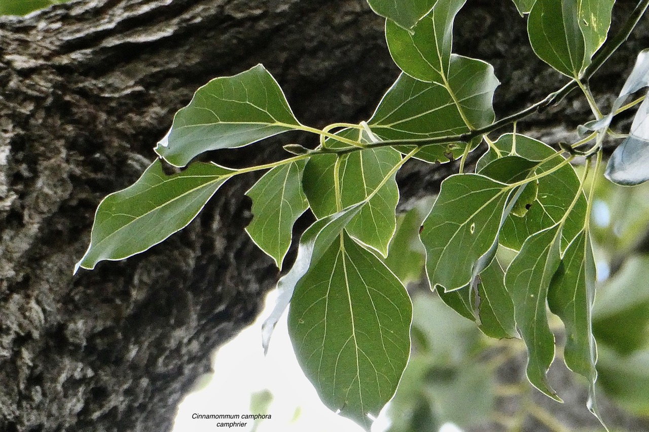 Cinnamommum camphora.camphrier.( feuillage ).lauraceae.amphinaturalisé..jpeg