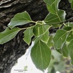 Cinnamommum camphora.camphrier.( feuillage ).lauraceae.amphinaturalisé..jpeg