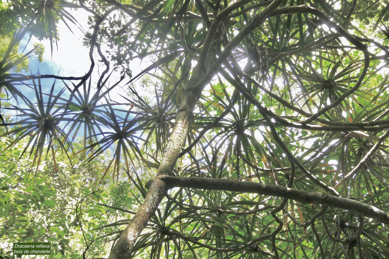 Dracaena reflexa.bois de chandelle.asparagaceae.endémique Madagascar.Seychelles Mascareignes..jpeg