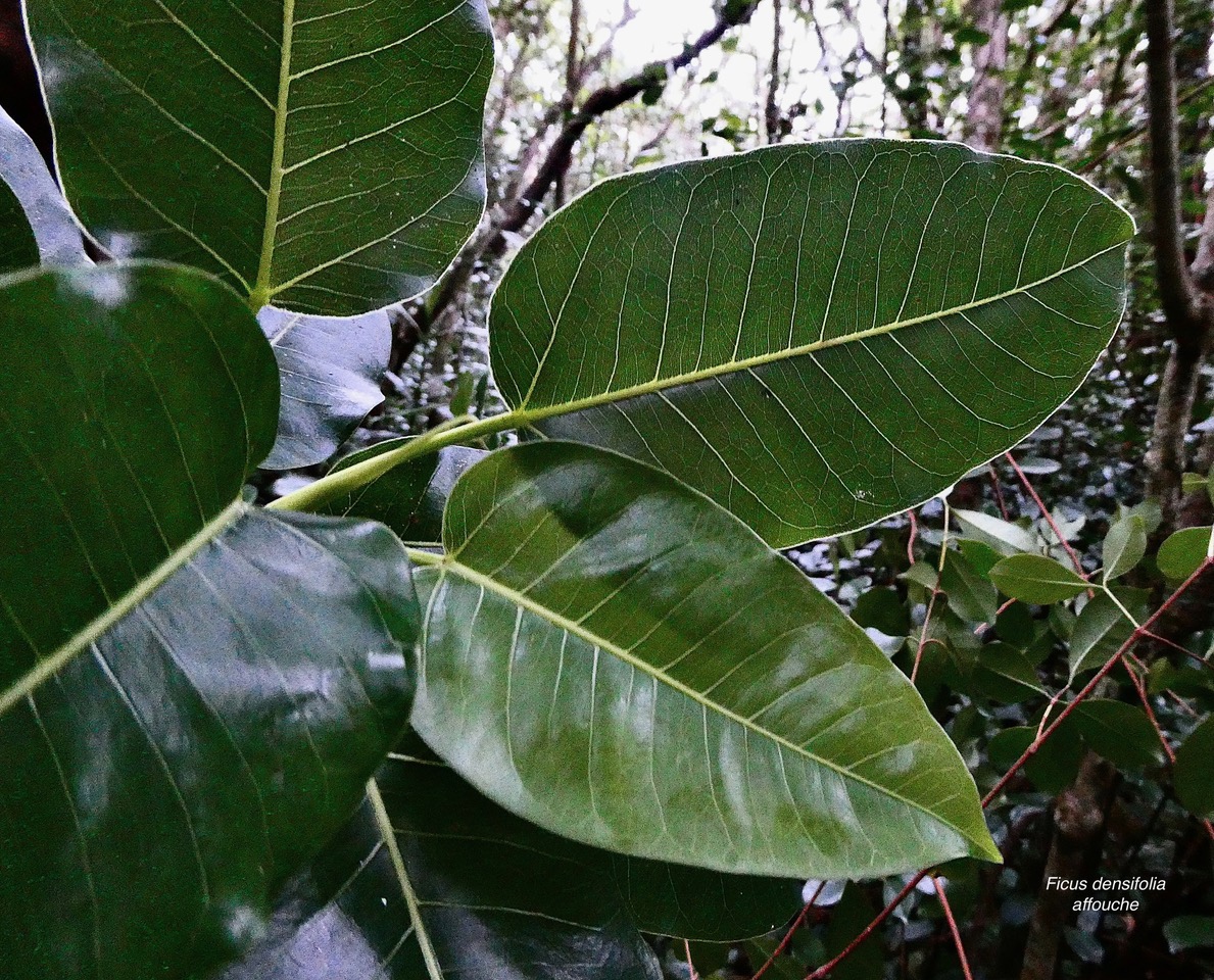 Ficus densifolia .affouche.grand affouche. ( feuilles face supérieure )moraceae.endémique Réunion Maurice.jpeg