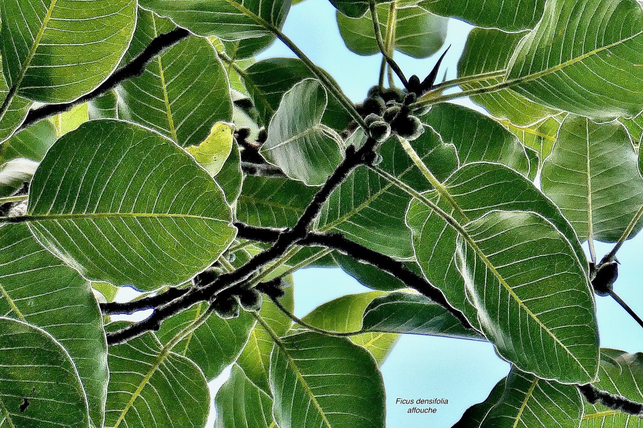 Ficus densifolia .affouche.grand affouche.( avec fruits ) moraceae.endémique Réunion Maurice.jpeg