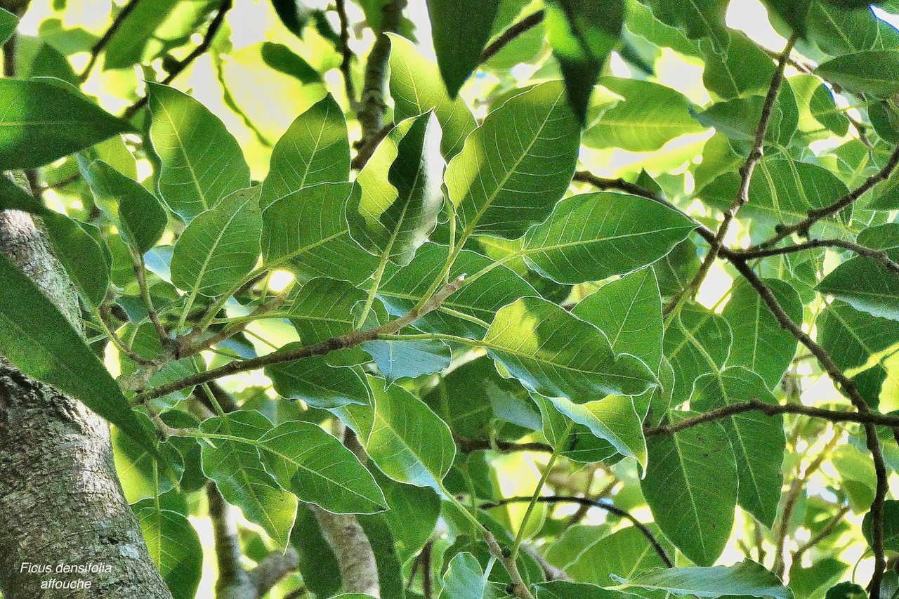 Ficus densifolia .affouche.grand affouche.moraceae.endémique Réunion Maurice (1).jpeg