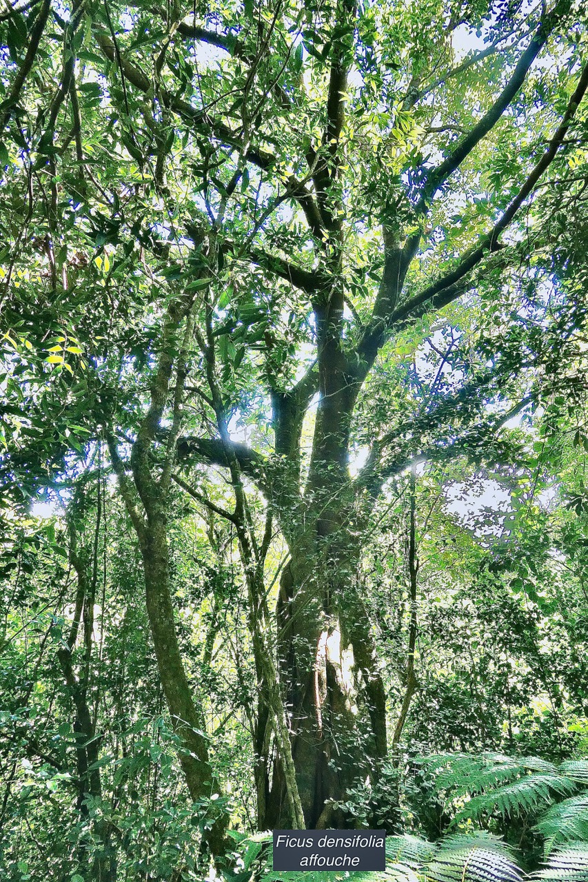 Ficus densifolia .affouche.grand affouche.moraceae.endémique Réunion Maurice.jpeg