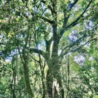 Ficus densifolia .affouche.grand affouche.moraceae.endémique Réunion Maurice.jpeg