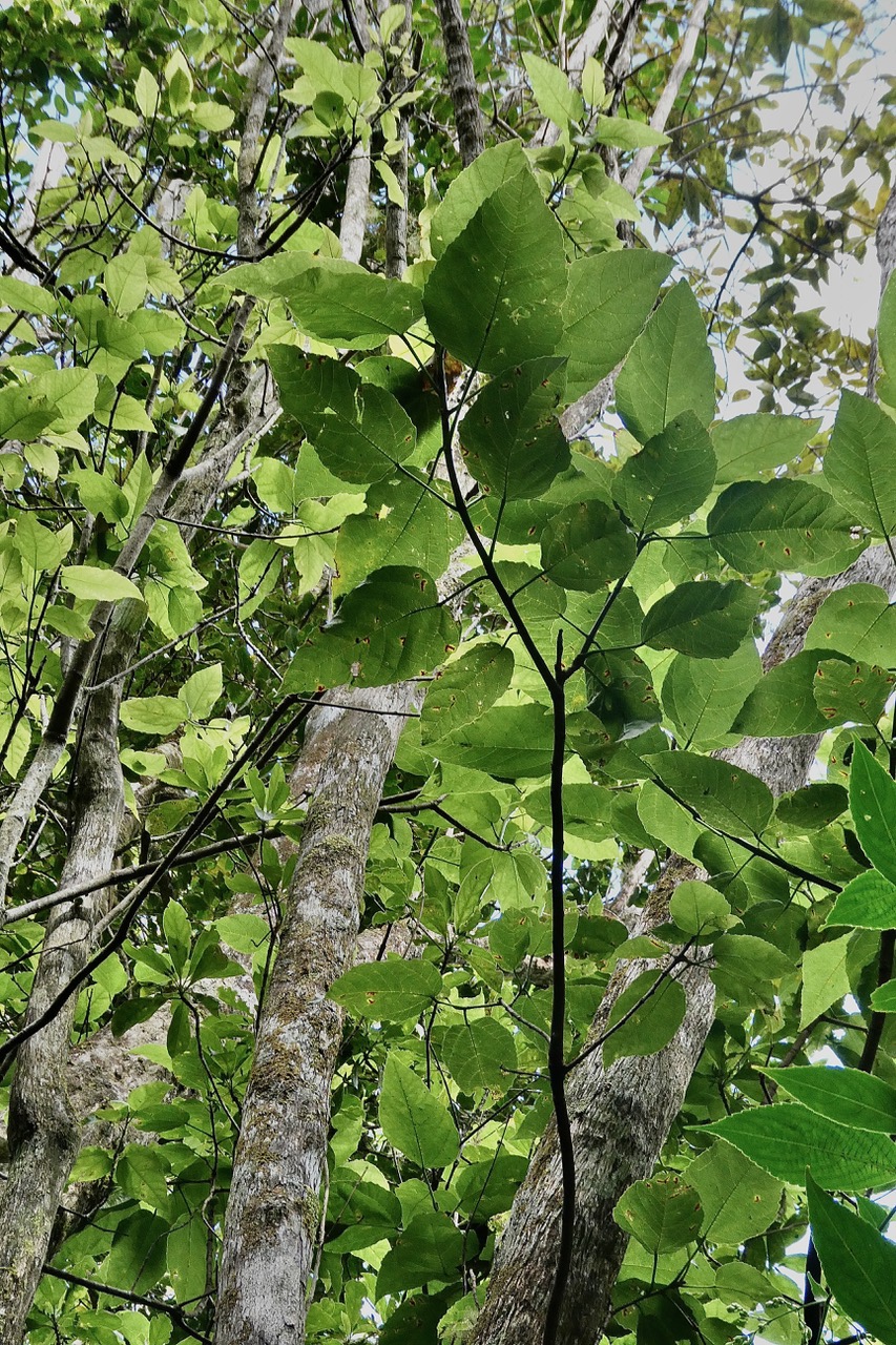 Ficus laterifolia Vahl.figuier blanc.( feuillage )moraceae.endémique Réunion Maurice..jpeg