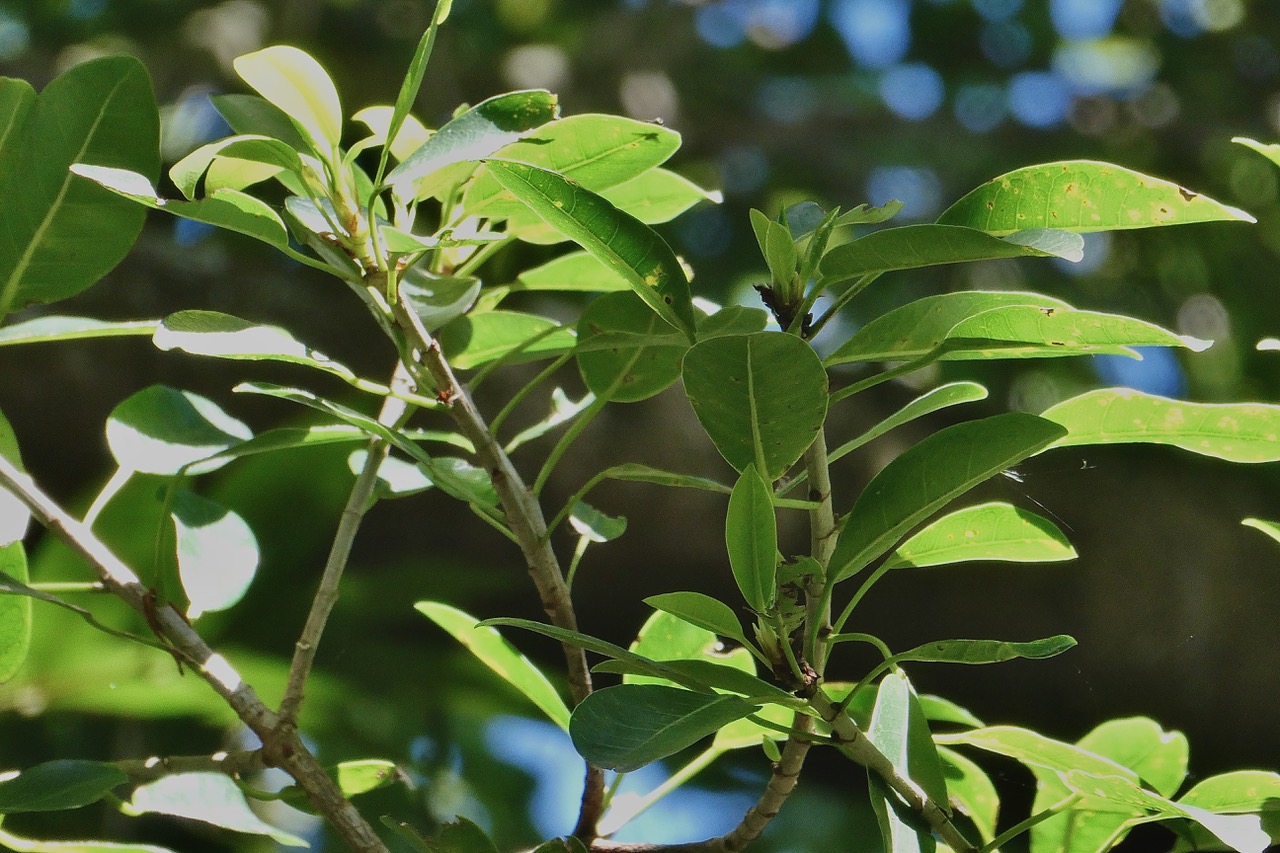 Ficus reflexa.affouche à petites feuilles.Ti l ‘affouche.moraceae.endémique Madagascar,Seychelles et Mascareignes. (1).jpeg