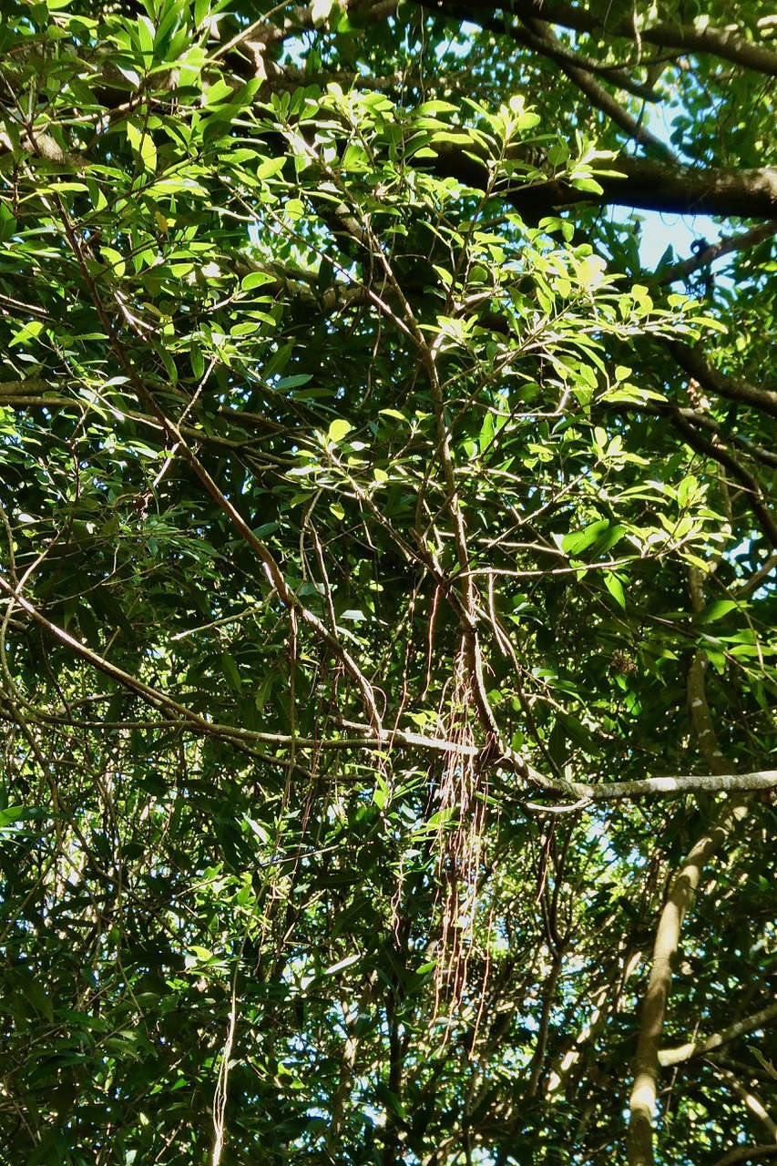 Ficus reflexa.affouche à petites feuilles.Ti l ‘affouche.moraceae.endémique Madagascar,Seychelles et Mascareignes..jpeg