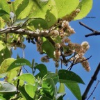 Homalium paniculatum. Corce blanc .bois de bassin.salicaceae.endémique Réunion Maurice. ( en haut )et Piper borbonense.lingue à poivre.piperaceae.endémique Madagascar.Comores.Mascareignes( en dessous )..jpeg