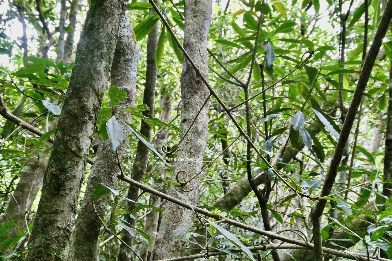 Hugonia serrata lam.liane de clef.linaceae.endémique Réunion Maurice . (2).jpeg