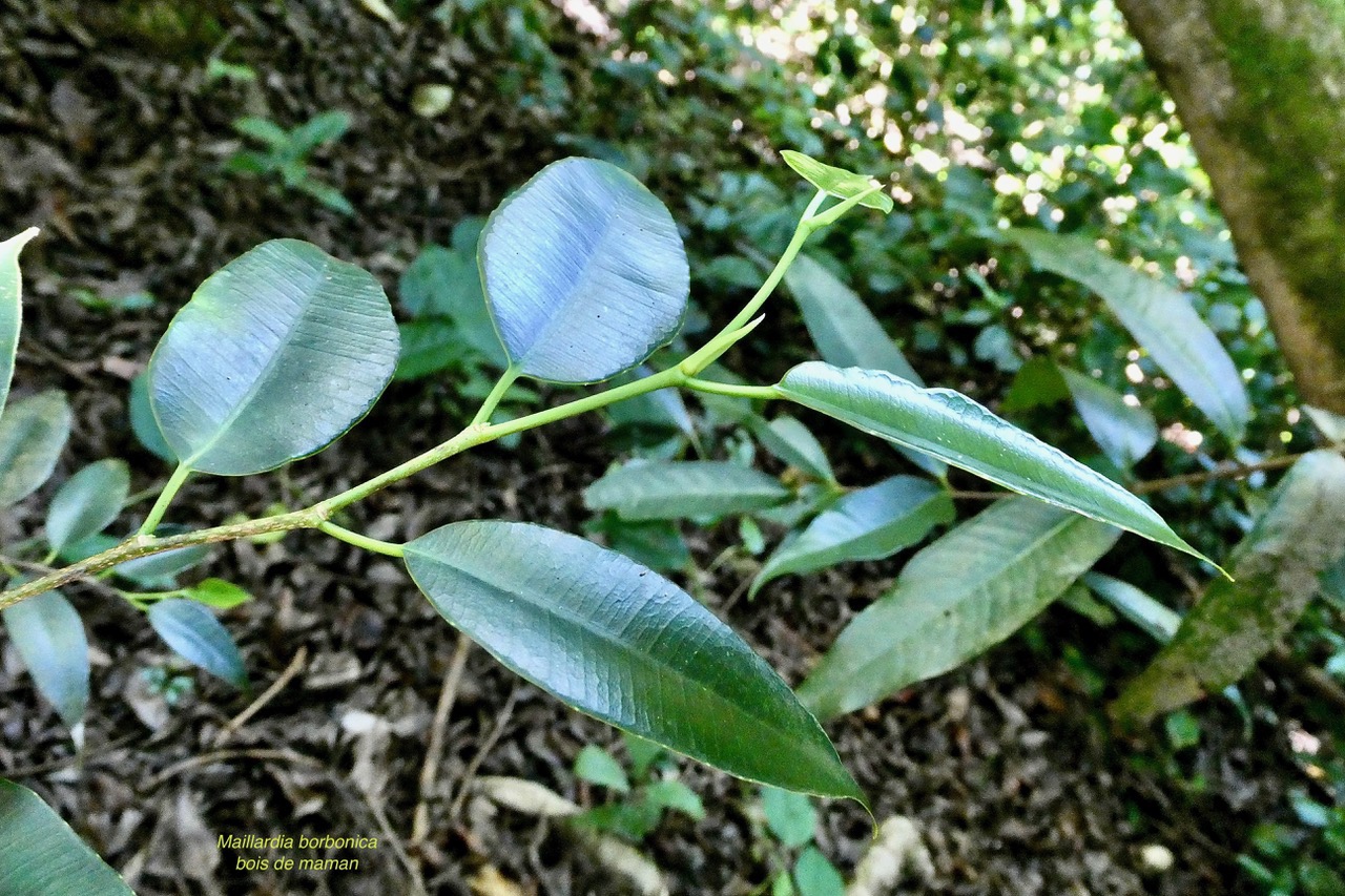 Maillardia borbonica  Bois de maman .bois de sagaye.moraceae. endémique Réunion.jpeg