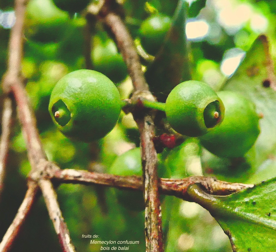 Memecylon confusum.bois de balai. ( fruits ) melastomataceae.endémique Réunion..jpeg