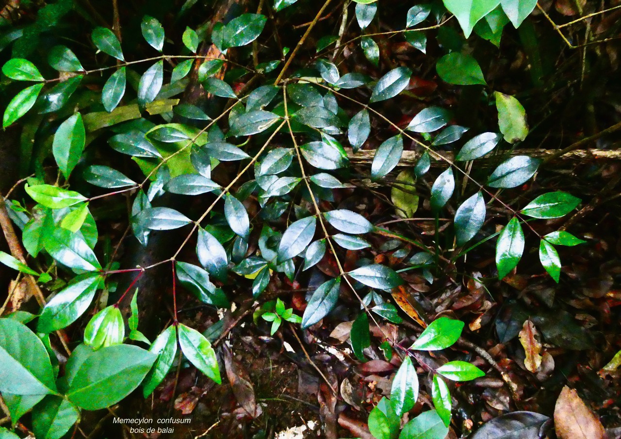 Memecylon confusum.bois de balai.melastomataceae.endémique Réunion..jpeg