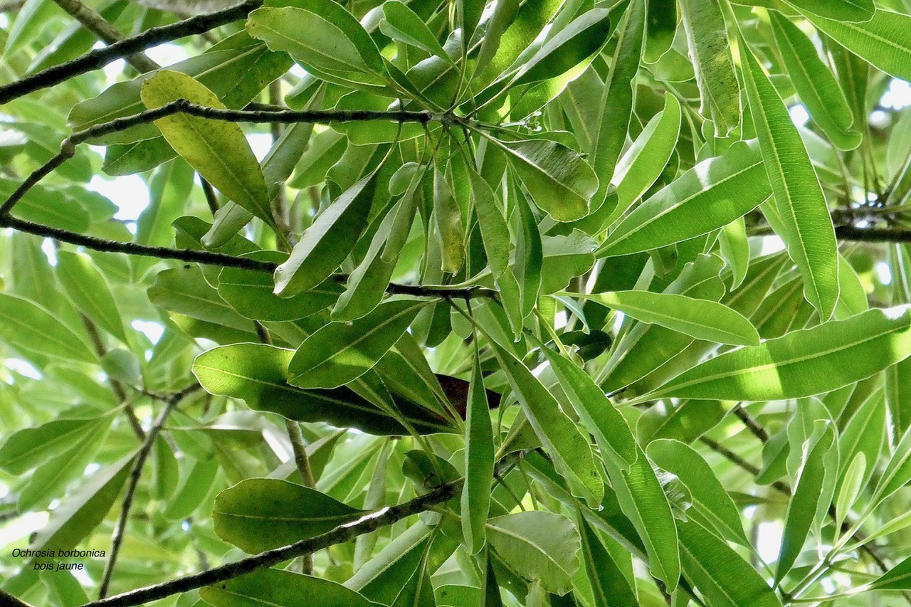 Ochrosia borbonica.bois jaune.apocynaceae.endémique Réunion Maurice..jpeg