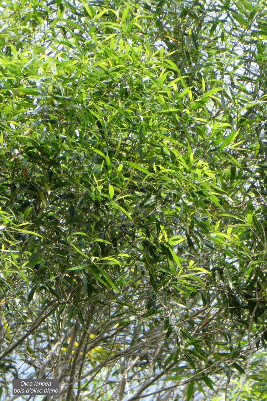 Olea lancea. bois d’olive blanc.oleaceae.indigène Réunion. (1).jpeg