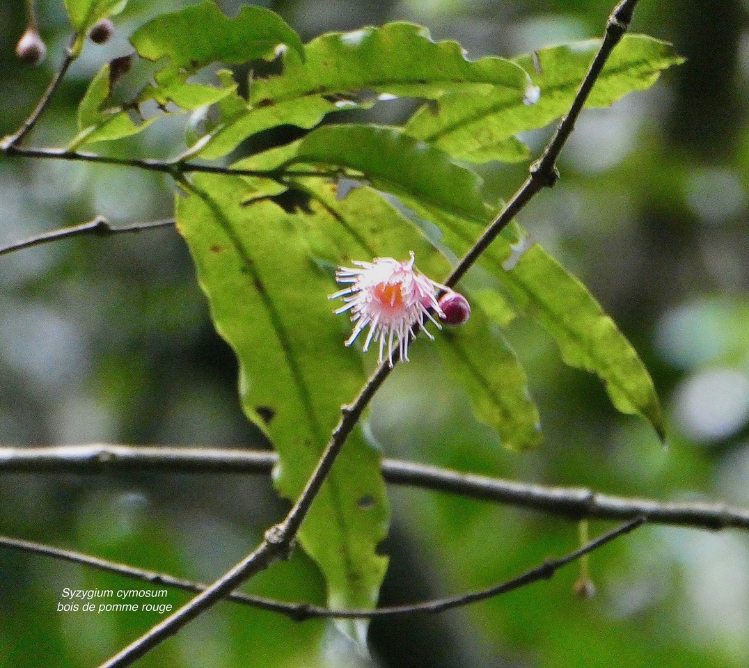 Syzygium cymosum .Bois de pomme rouge.myrtaceae.endémique Réunion Maurice. (1).jpeg