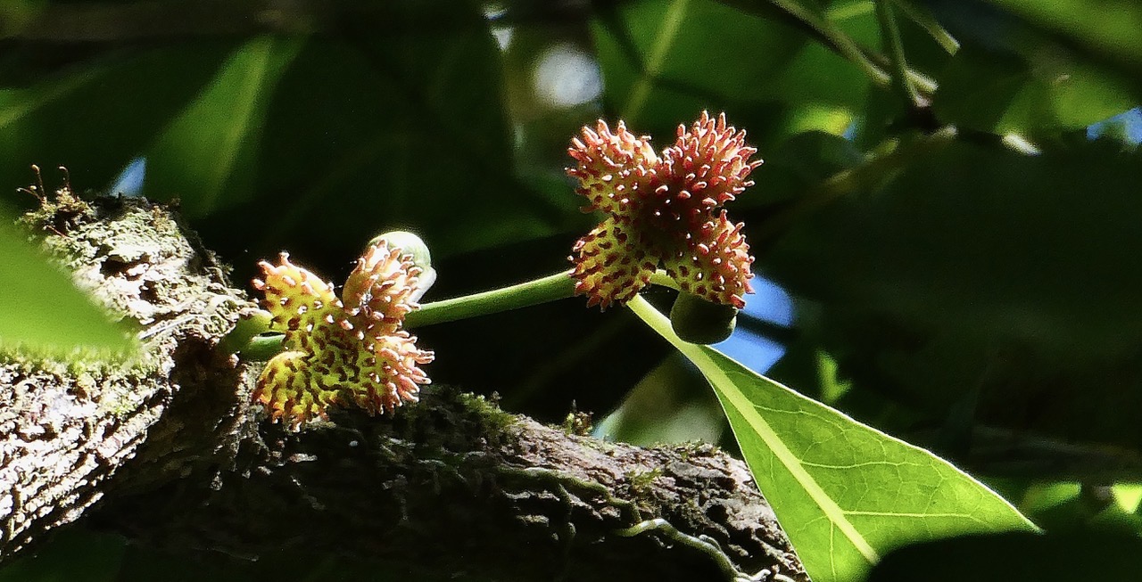 Tambourissa elliptica  Bois de tambour .Bois de bombarde ( fruits ) .monimiaceae endémique  Réunion P1030772.jpeg