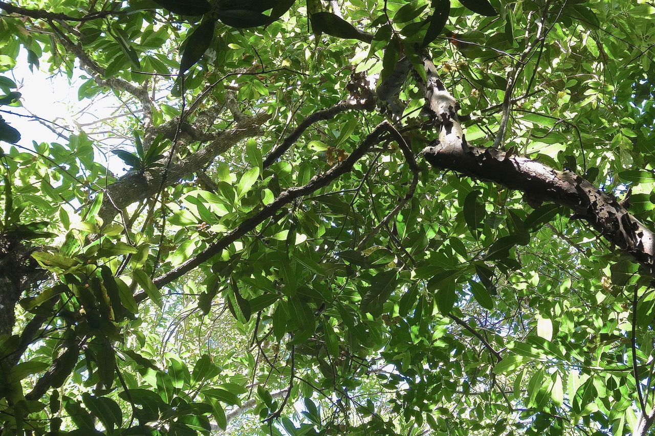 Tambourissa elliptica  Bois de tambour .Bois de bombarde . ( avec fruits ) monimiaceae endémique  Réunion.jpeg