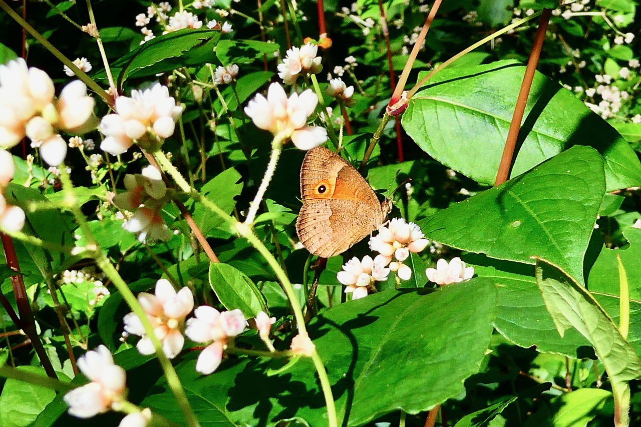 papillon Henotesia narcissus borbonica .nymphalidae .endémique Réunion.sur Persicaria chinensis   .renouée de Chine.jpeg