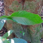 10. Michelia champaca L. ou Magnolia champaca - Champac - Magnoliaceae.jpeg