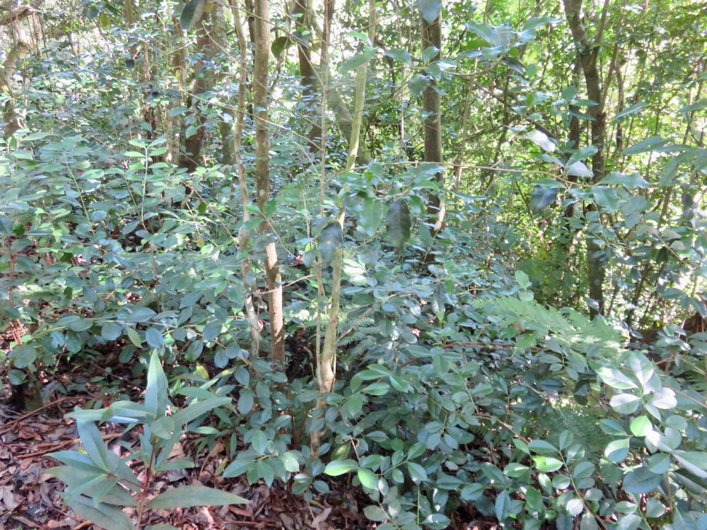 11. Coffea mauritiana - Café marron - RUBIACEE.jpeg