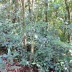 11. Coffea mauritiana - Café marron - RUBIACEE.jpeg