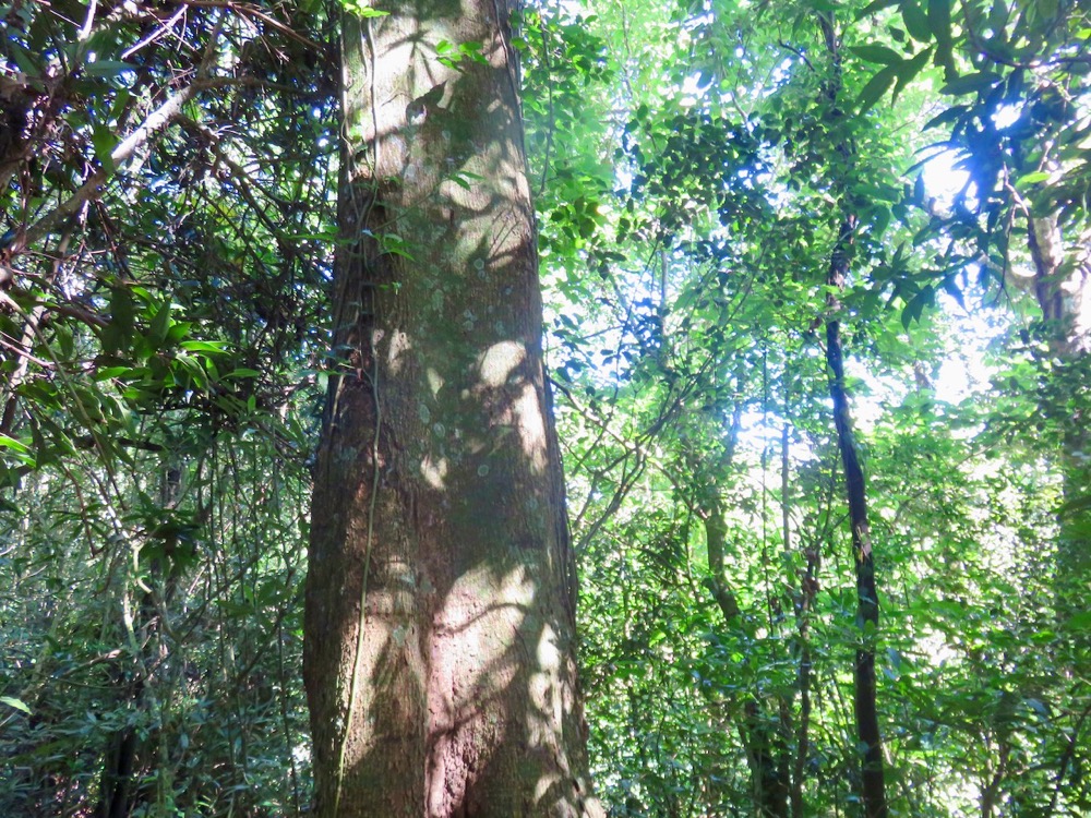 12. Ficus densifolia - Grand Affouche - Moraceae (1).jpeg