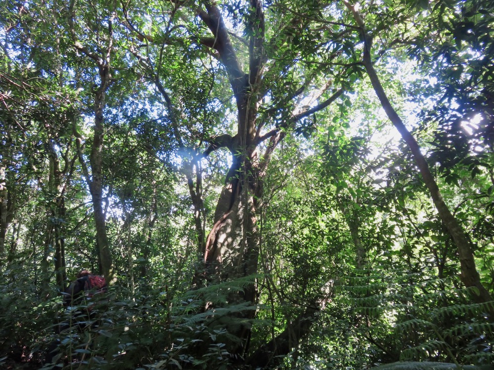 12. Ficus densifolia - Grand Affouche - Moraceae.jpeg