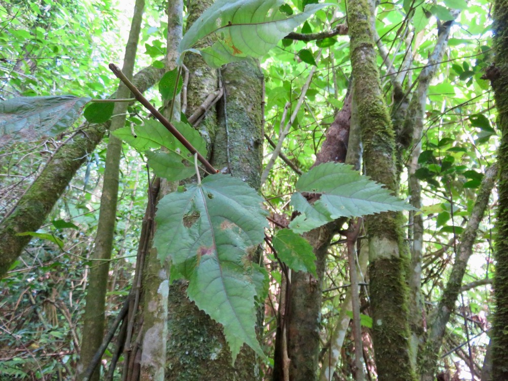 13. Feuille juvénile de Ficus lateriflora  - Ficus Blanc  - MORACEAE - Endémique de la Réunion et de Maurice.jpeg