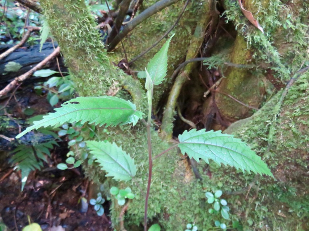 14. Feuille juvénile de Ficus lateriflora  - Ficus Blanc  - MORACEAE - Endémique de la Réunion et de Maurice.jpeg