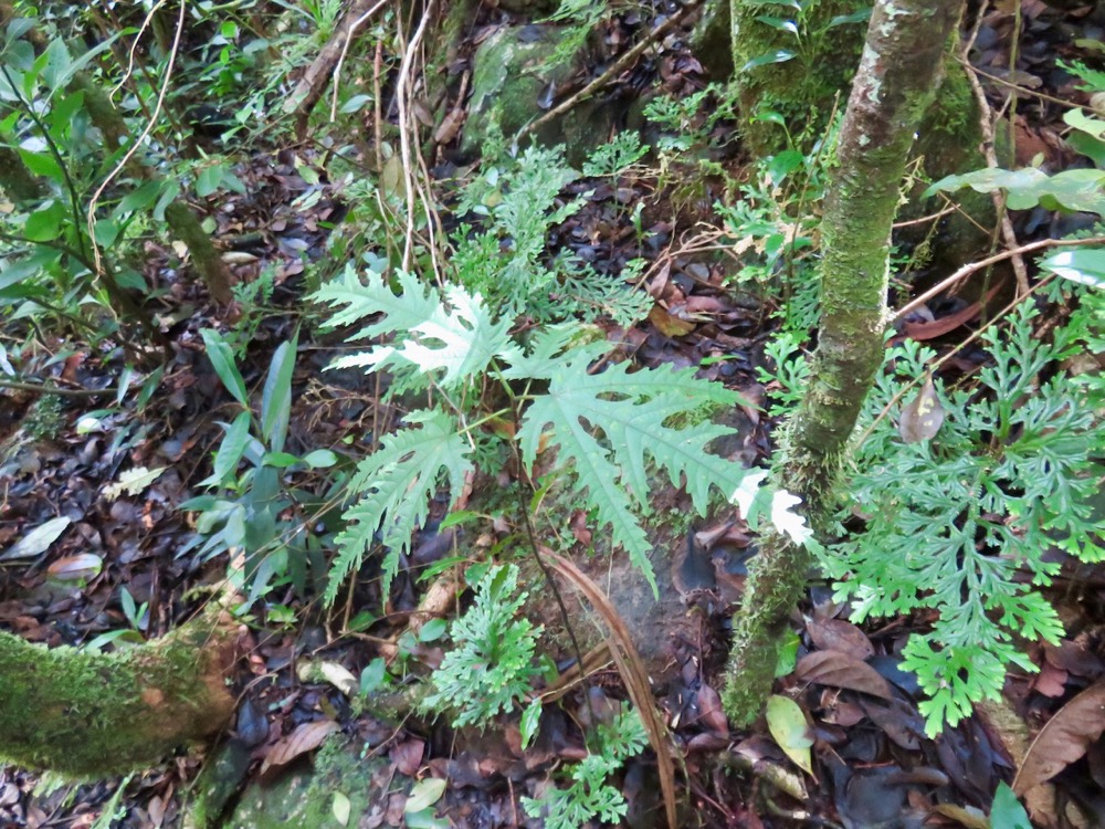 17Feuille juvénile de Ficus lateriflora  - Ficus Blanc  - MORACEAE - Endémique de la Réunion et de Maurice.jpeg