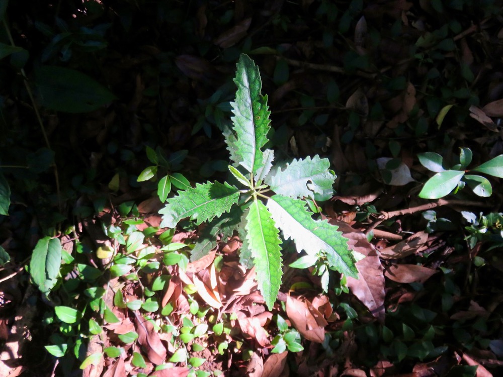 2.Claoxylon racemiflorum - Bois d'oiseaux- Euphorbiacée-E..jpeg