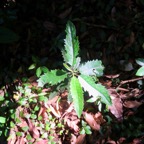 2.Claoxylon racemiflorum - Bois d'oiseaux- Euphorbiacée-E..jpeg